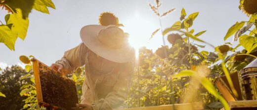 All you need to know about bee swarms, hives and artisanal honey production