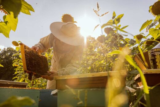 Tout Ce Que Vous Devez Savoir sur les Essaims d’Abeilles, les Ruches et la Fabrication Artisanale de Miel