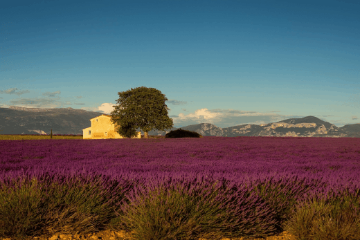 La&#x20;lavande&#x20;en&#x20;Provence&#x20;&#x3A;&#x20;Les&#x20;plus&#x20;beaux&#x20;champs&#x20;autour&#x20;de&#x20;Saint-Martin-de-Br&#x00F4;mes